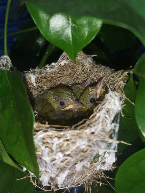 小鳥築巢意思|【鳥築巢吉兆】迎祥納瑞：野鳥築巢，居家風水好兆頭！